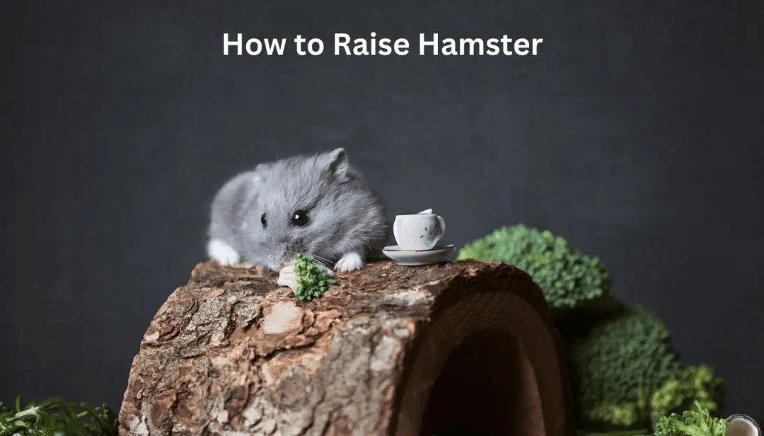 How to Raise Hamster