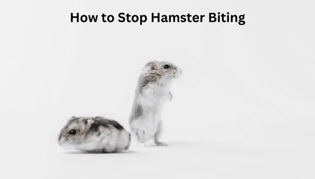 How to Stop Hamster Biting