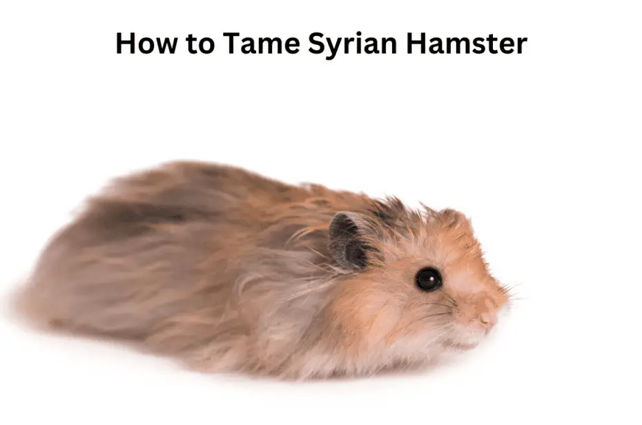 How to Tame Syrian Hamster