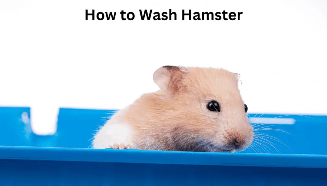 How to Wash Hamster