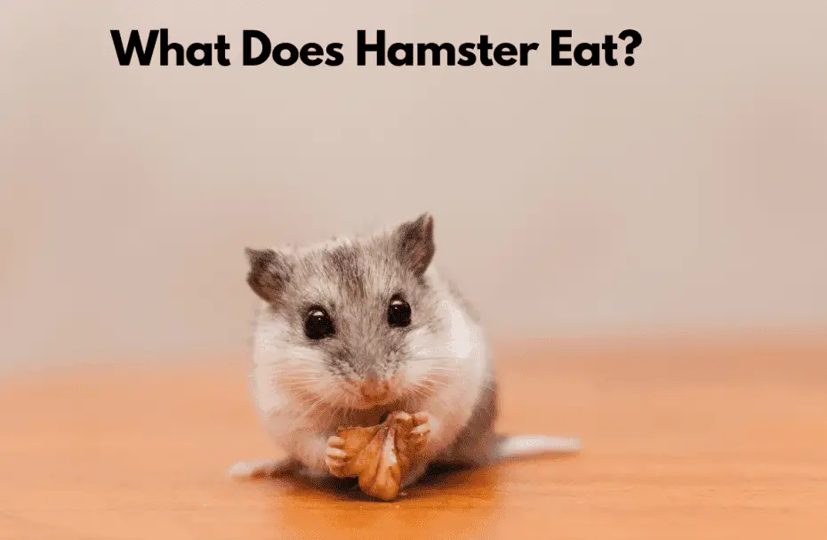 What Does Hamster Eat?