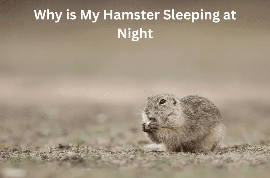 Why is My Hamster Sleeping at Night