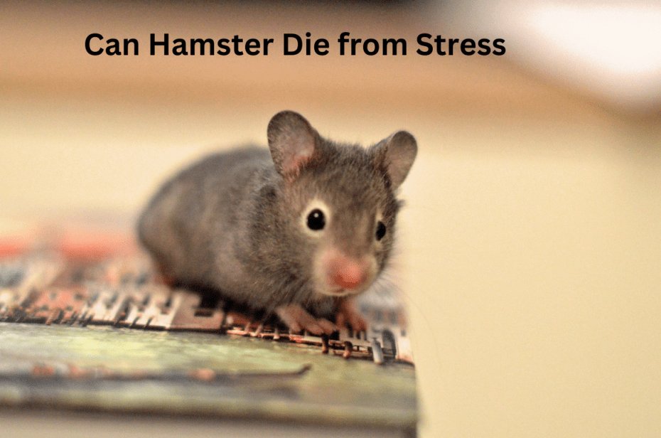 Can Hamster Die from Stress