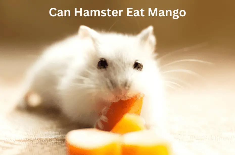 Can Hamster Eat Mango