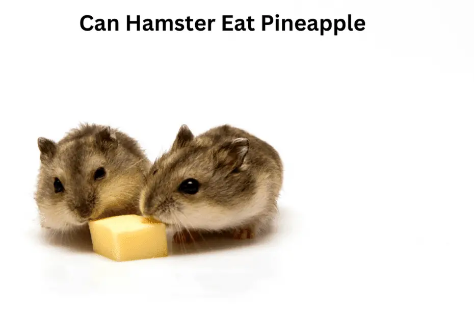 Can Hamster Eat Pineapple