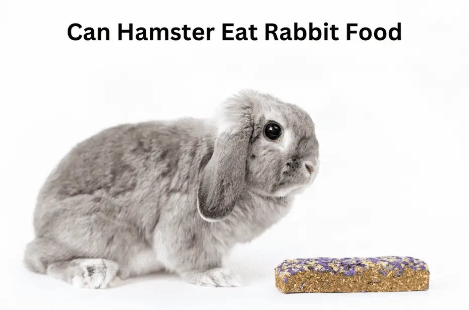 Can Hamster Eat Rabbit Food