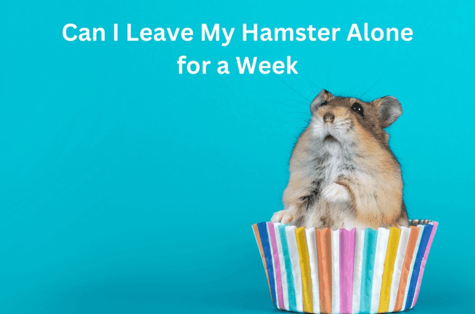 Can I Leave My Hamster Alone for a Week