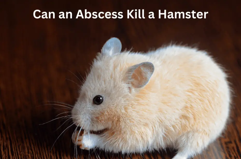 Can an Abscess Kill a Hamster