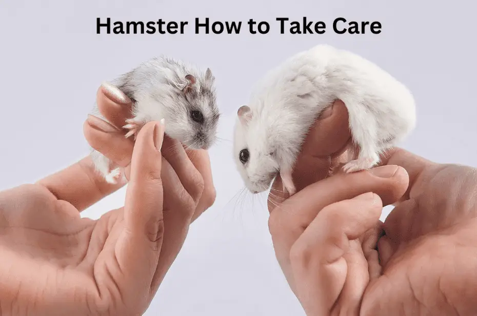 Hamster How to Take Care