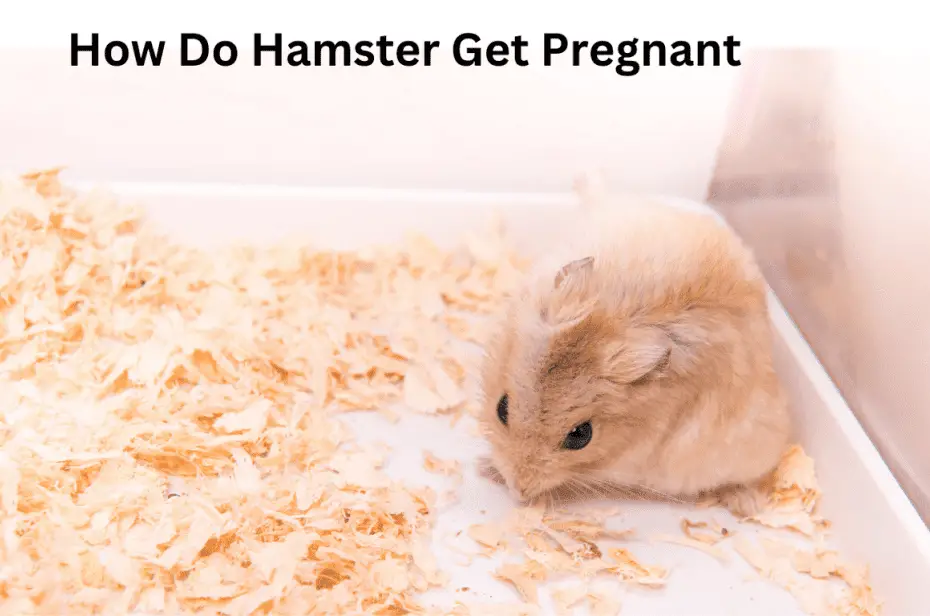 How Do Hamster Get Pregnant