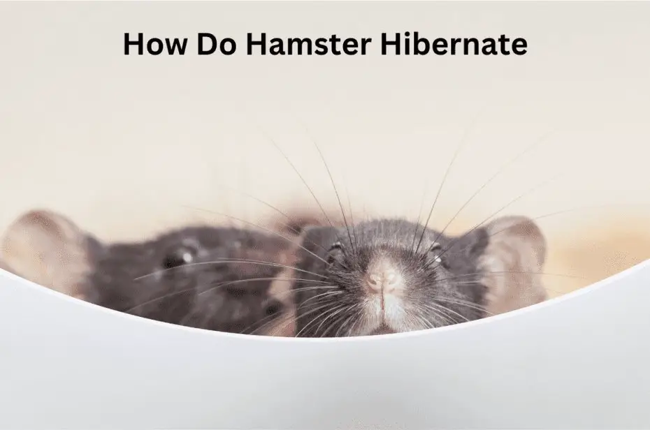 How Do Hamster Hibernate
