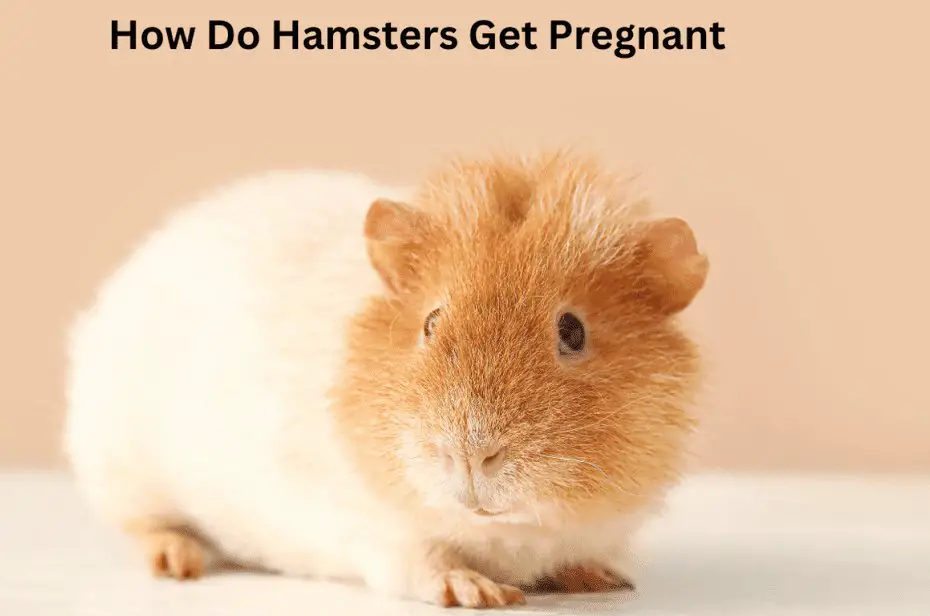 How Do Hamsters Get Pregnant