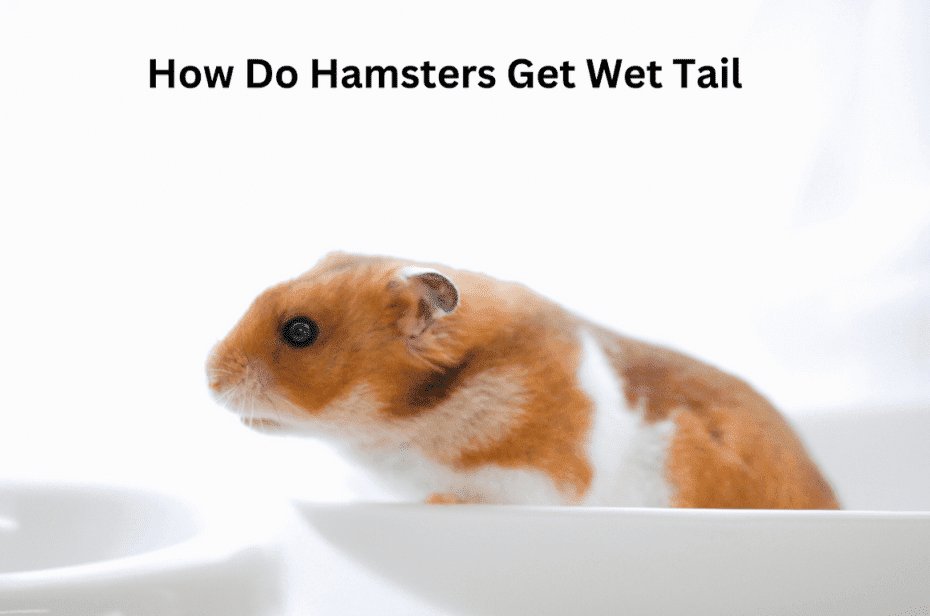 How Do Hamsters Get Wet Tail