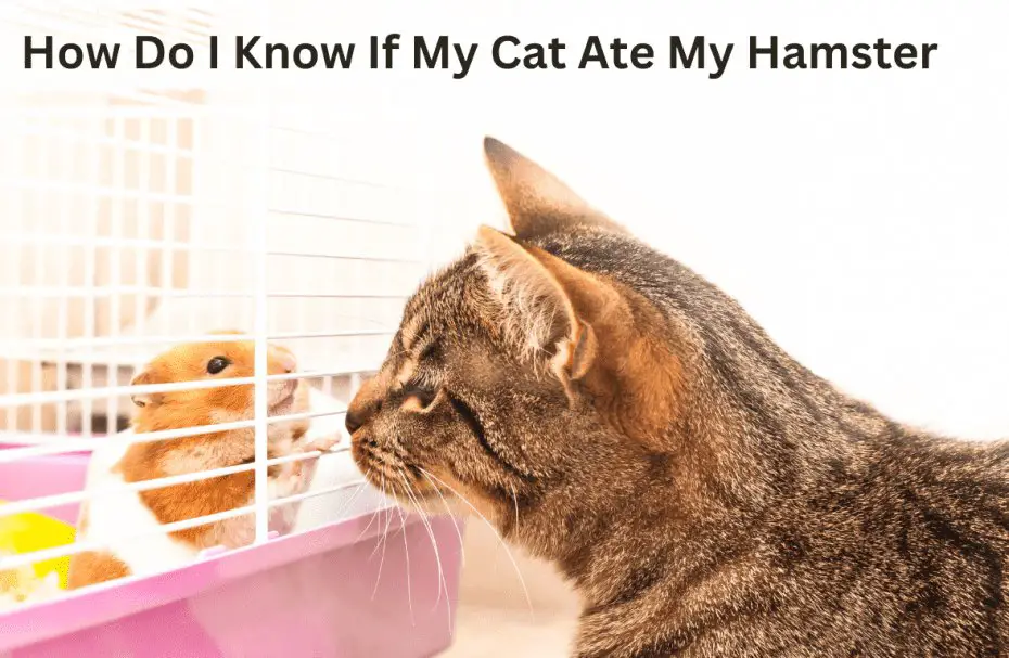 How Do I Know If My Cat Ate My Hamster