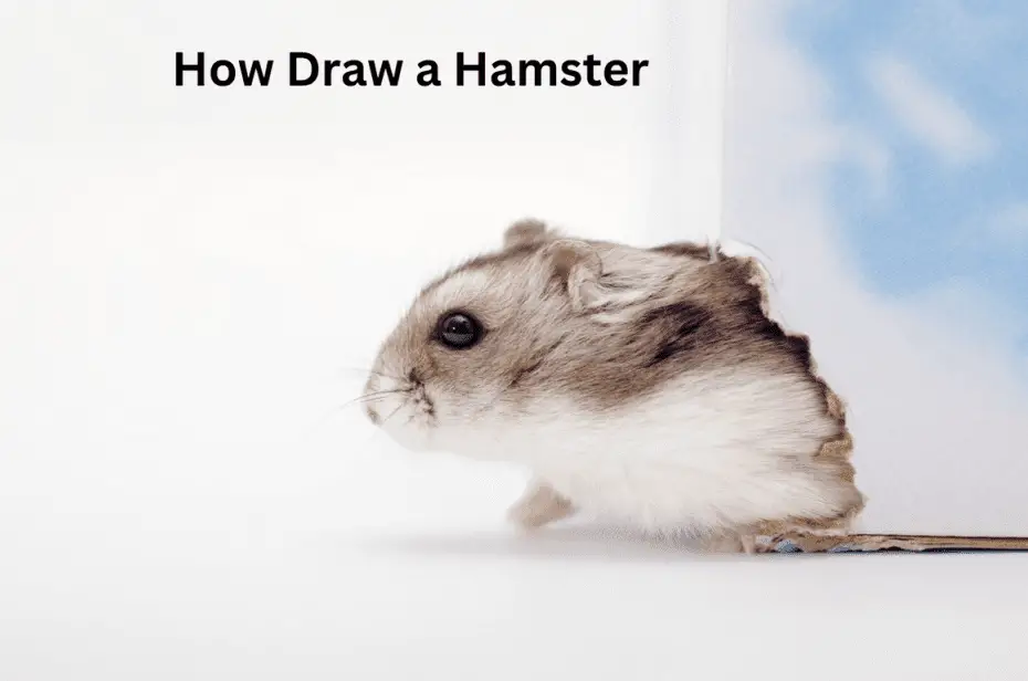 How Draw a Hamster