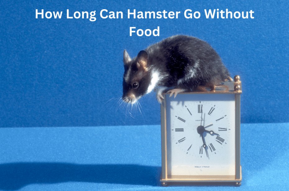 How Long Can Hamster Go Without Food