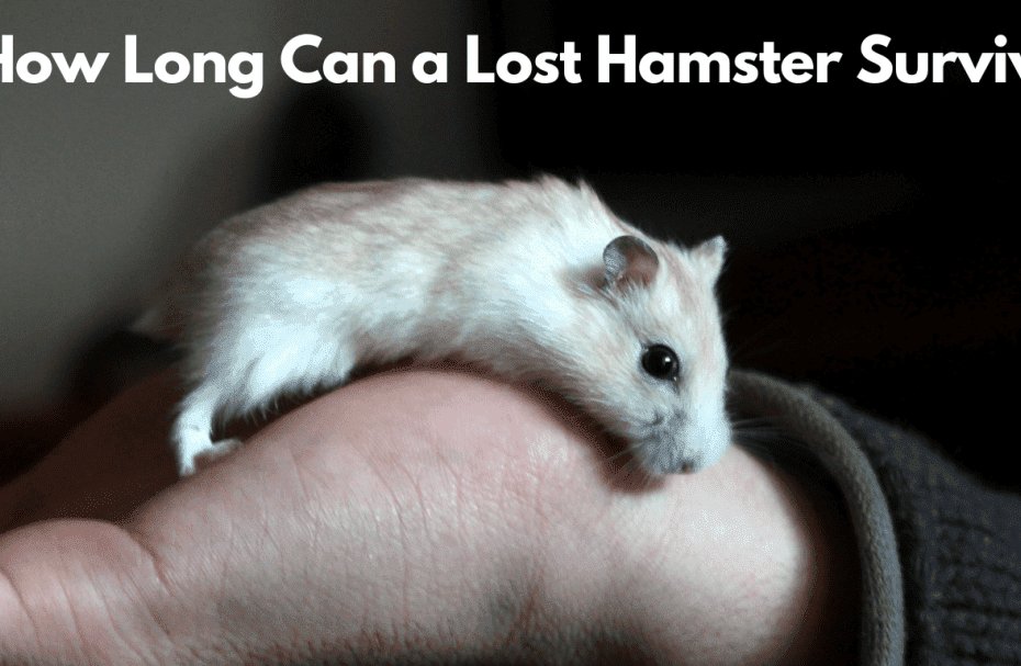 How Long Can a Lost Hamster Survive
