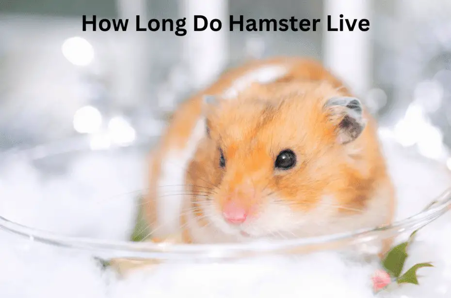 How Long Do Hamster Live