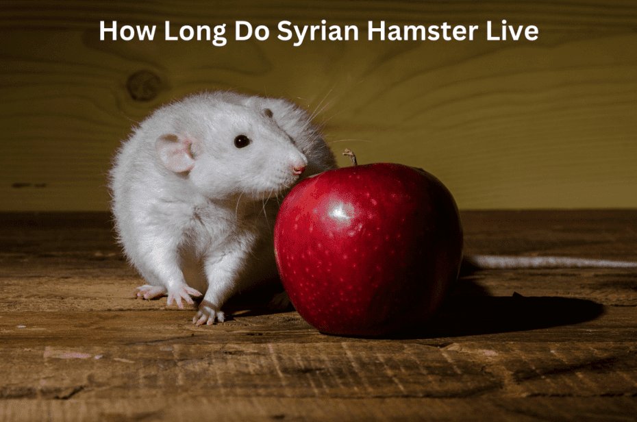 How Long Do Syrian Hamster Live