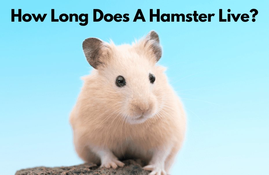 How Long Does A Hamster Live?