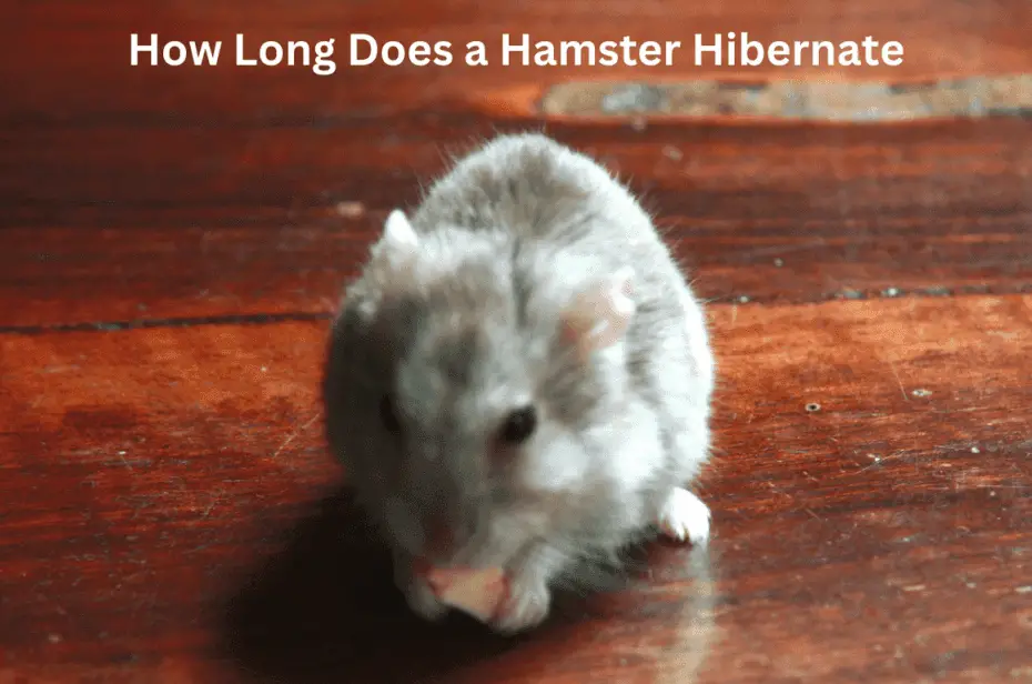 How Long Does a Hamster Hibernate