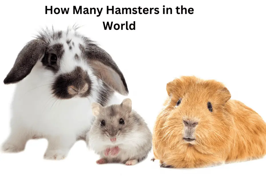 How Many Hamsters in the World