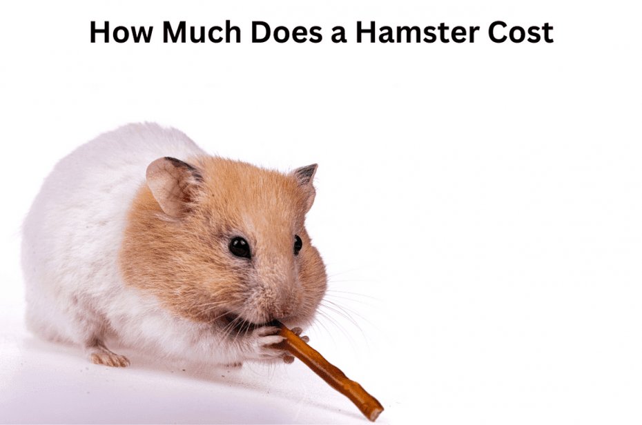 How Much Does a Hamster Cost