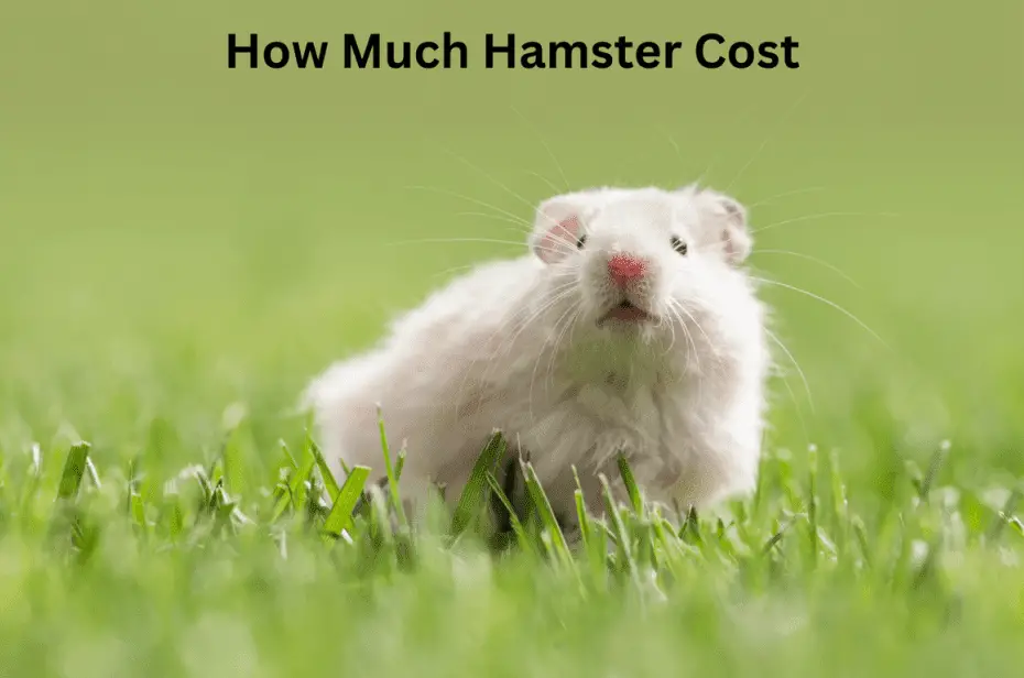 How Much Hamster Cost