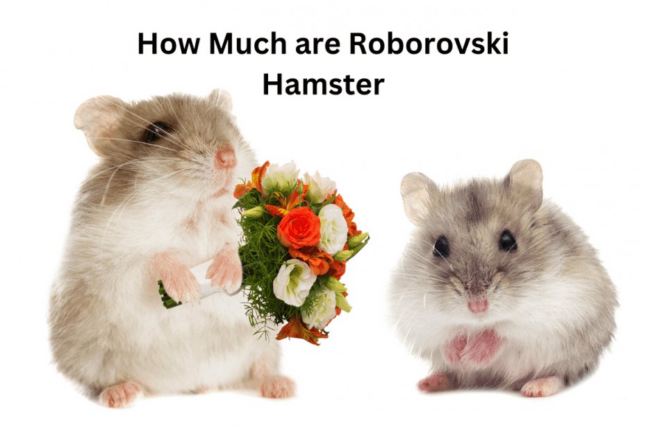 How Much are Roborovski Hamster