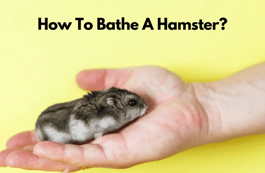 How To Bathe A Hamster?