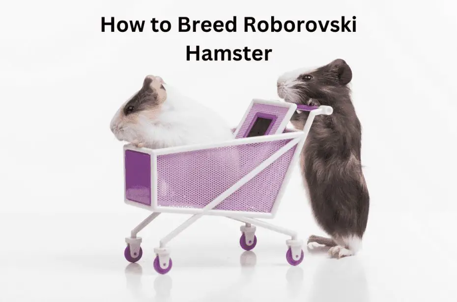 How to Breed Roborovski Hamster