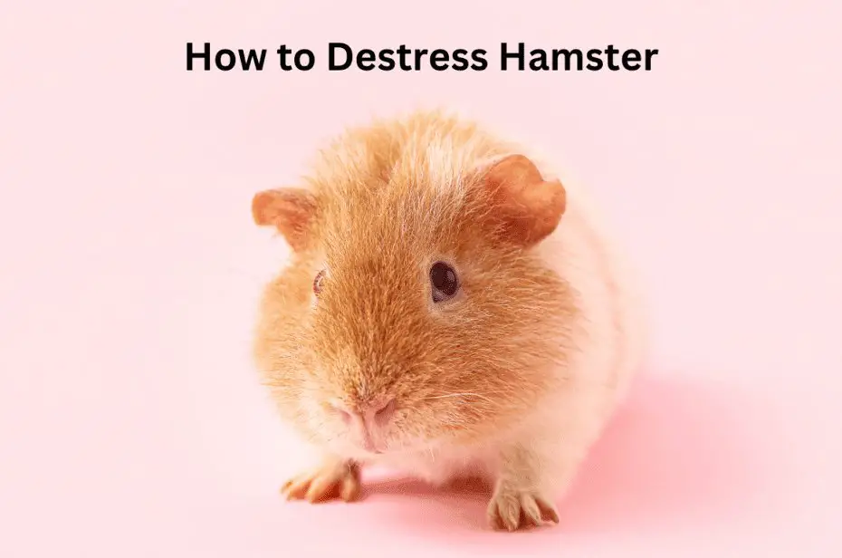 How to Destress Hamster