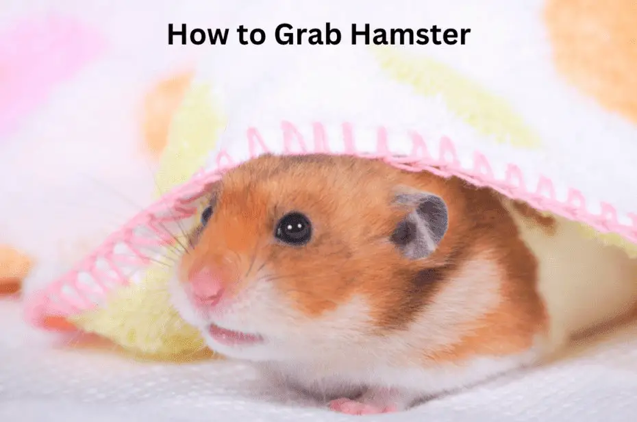How to Grab Hamster