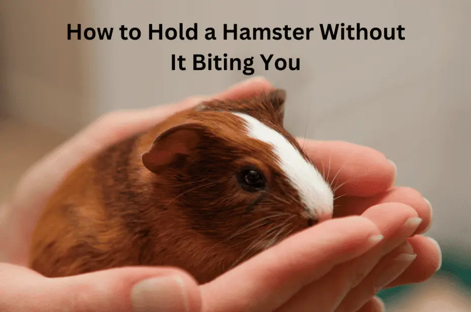 How to Hold a Hamster Without It Biting You