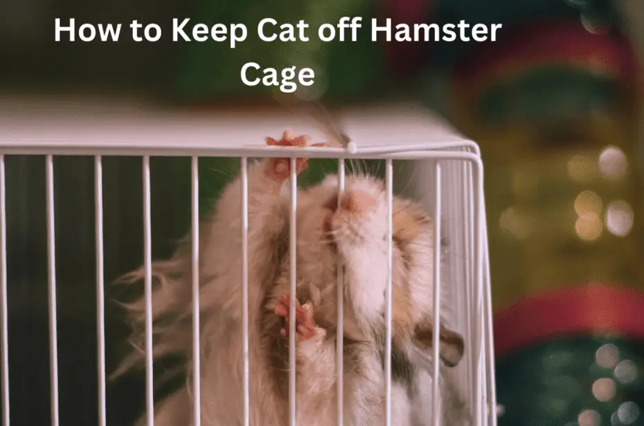 How to Keep Cat off Hamster Cage