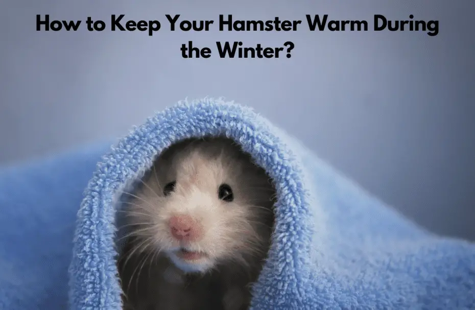 How to Keep Your Hamster Warm During the Winter?