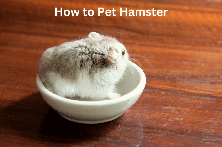 How to Pet Hamster