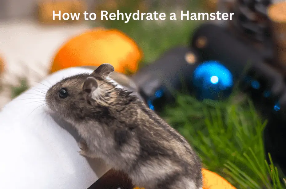 How to Rehydrate a Hamster