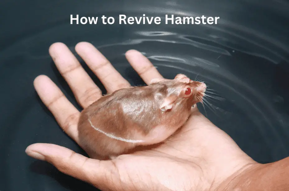 How to Revive Hamster