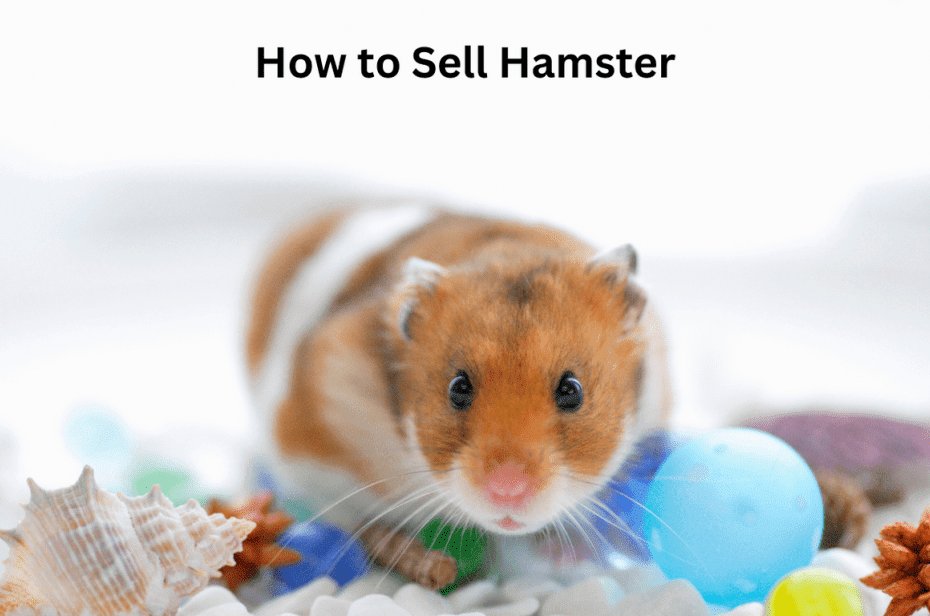 How to Sell Hamster