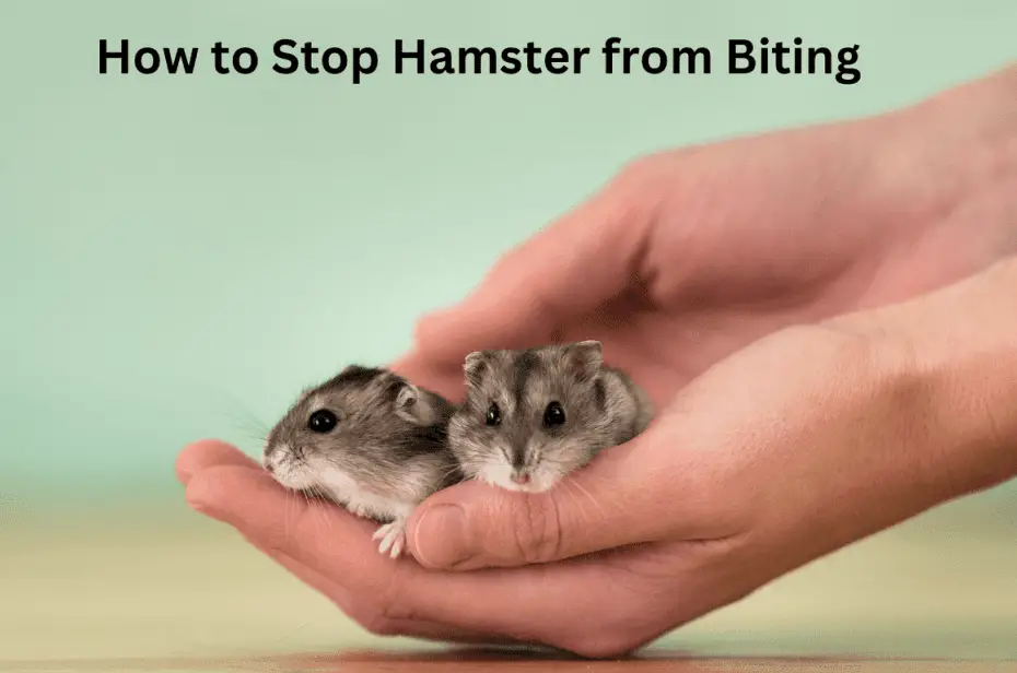 How to Stop Hamster from Biting