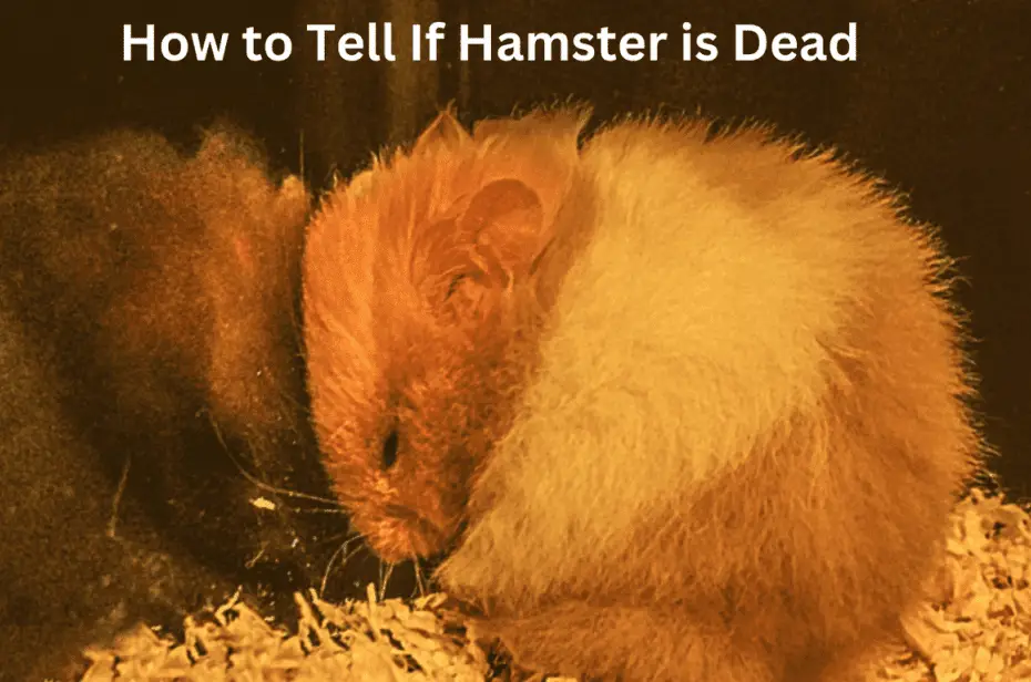 How to Tell If Hamster is Dead