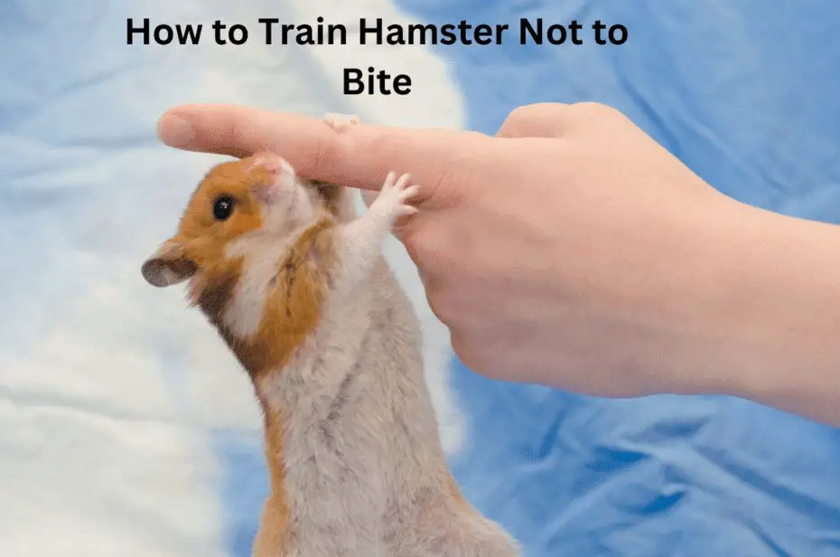 How to Train Hamster Not to Bite