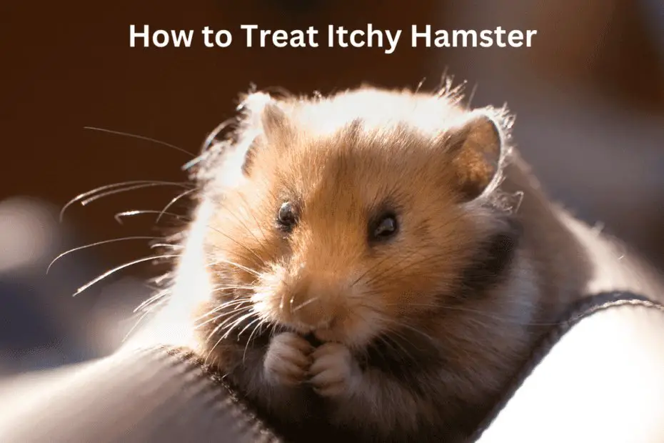 How to Treat Itchy Hamster