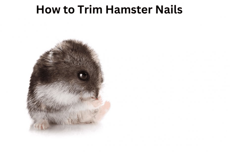 How to Trim Hamster Nails