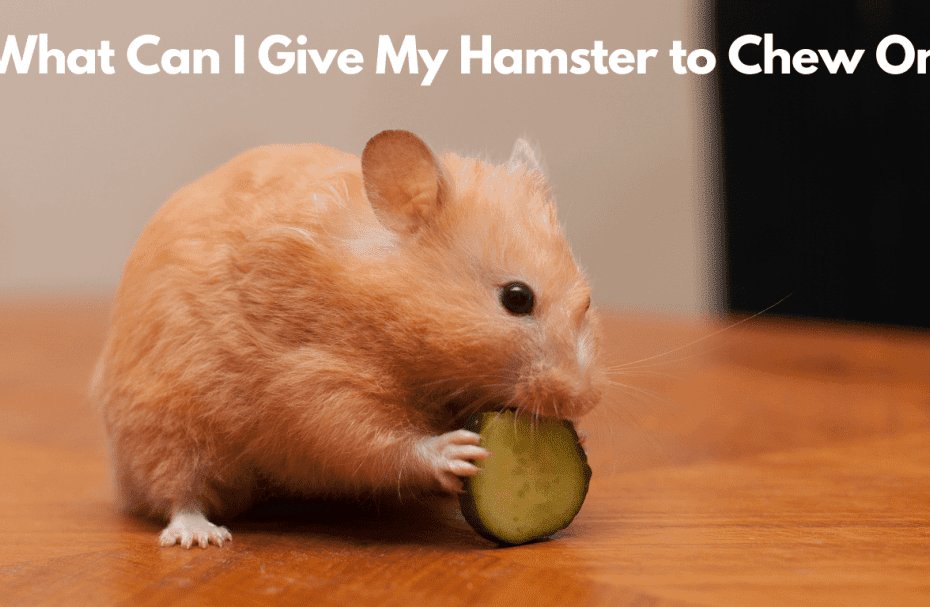 What Can I Give My Hamster to Chew On?