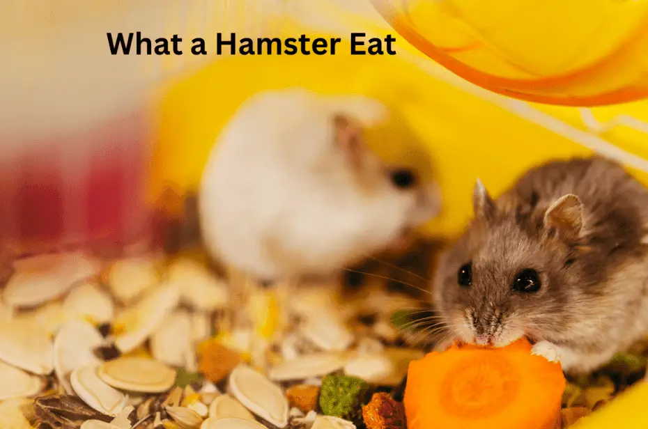 What a Hamster Eat