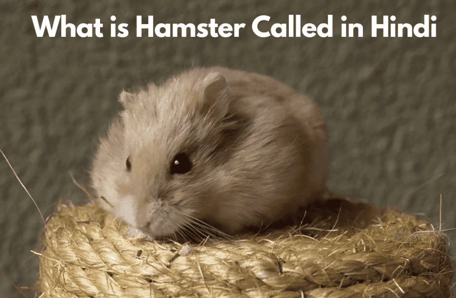What is Hamster Called in Hindi