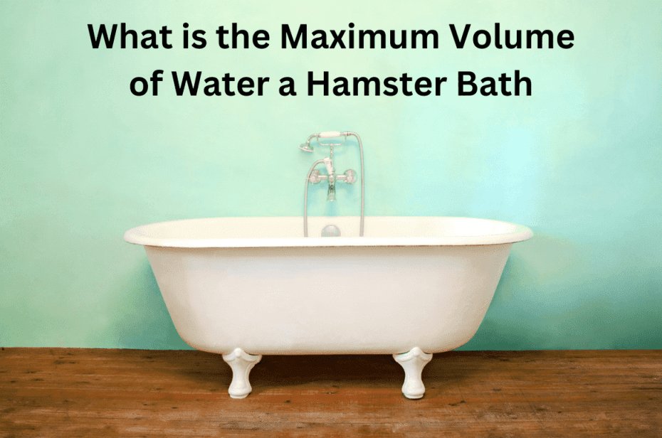 What is the Maximum Volume of Water a Hamster Bath