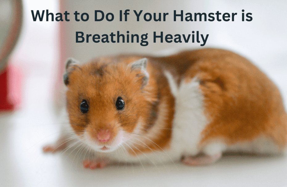 What to Do If Your Hamster is Breathing Heavily